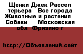 Щенки Джек Рассел терьера - Все города Животные и растения » Собаки   . Московская обл.,Фрязино г.